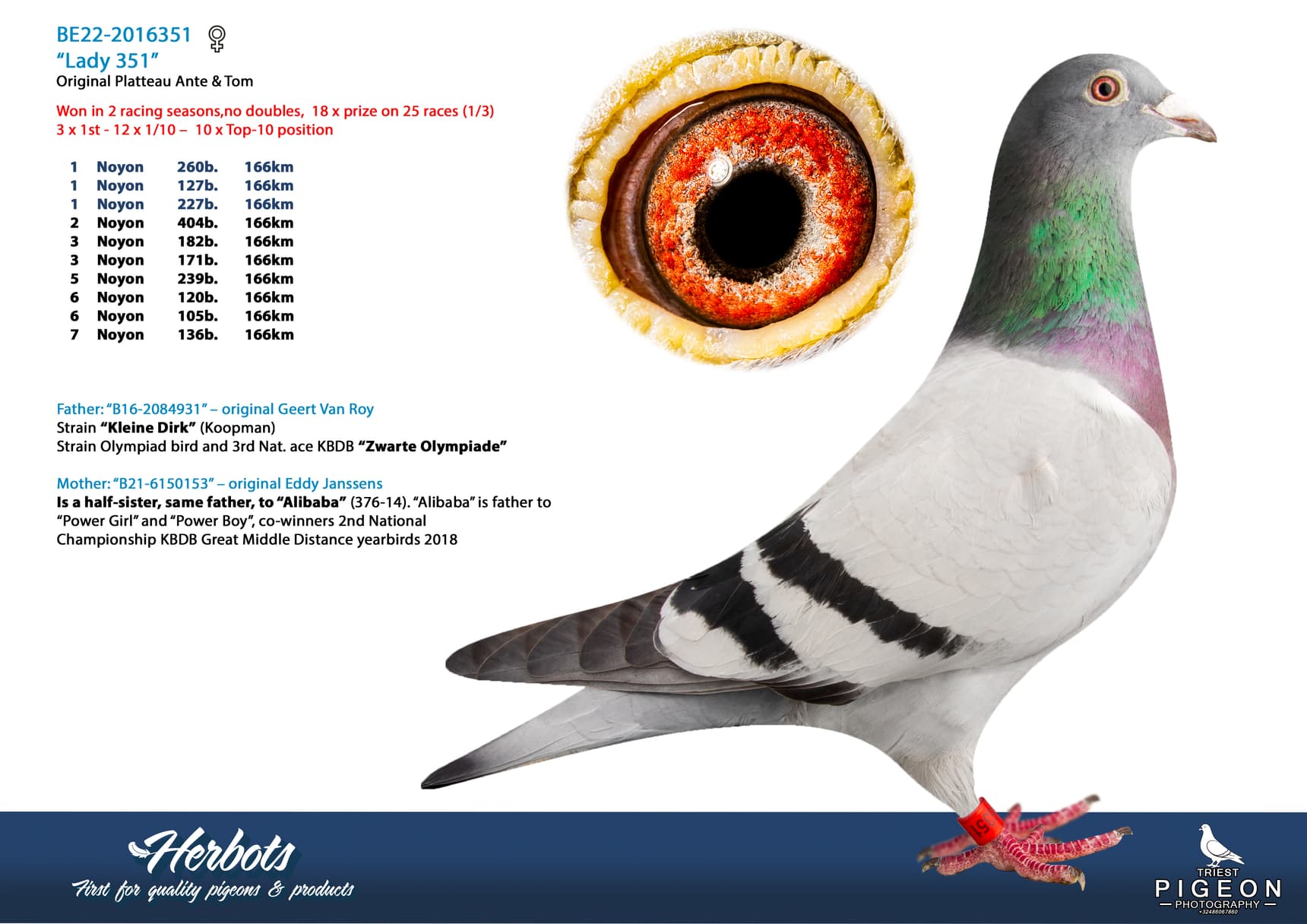 pigeon: undefined
