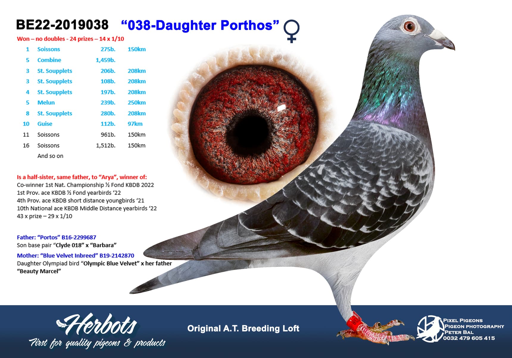 pigeon: undefined
