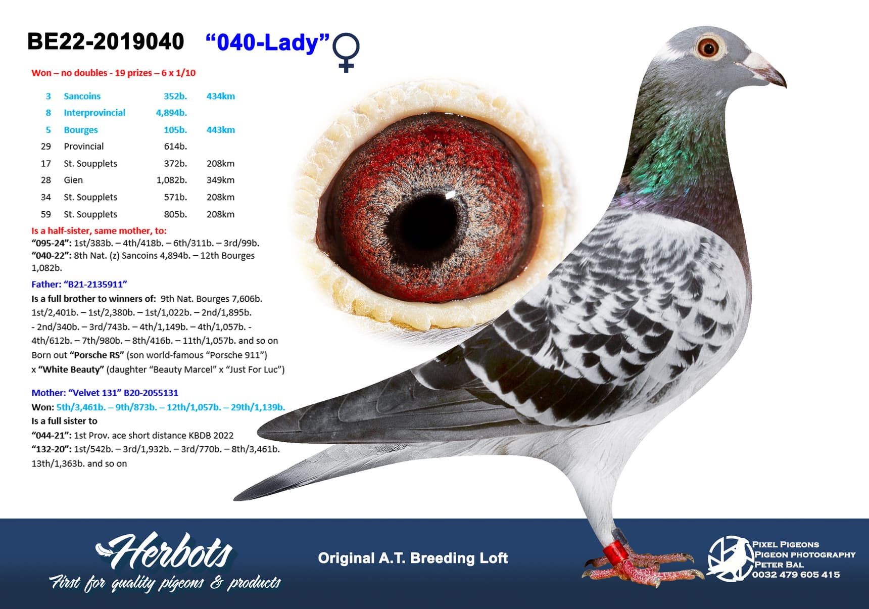 pigeon: undefined