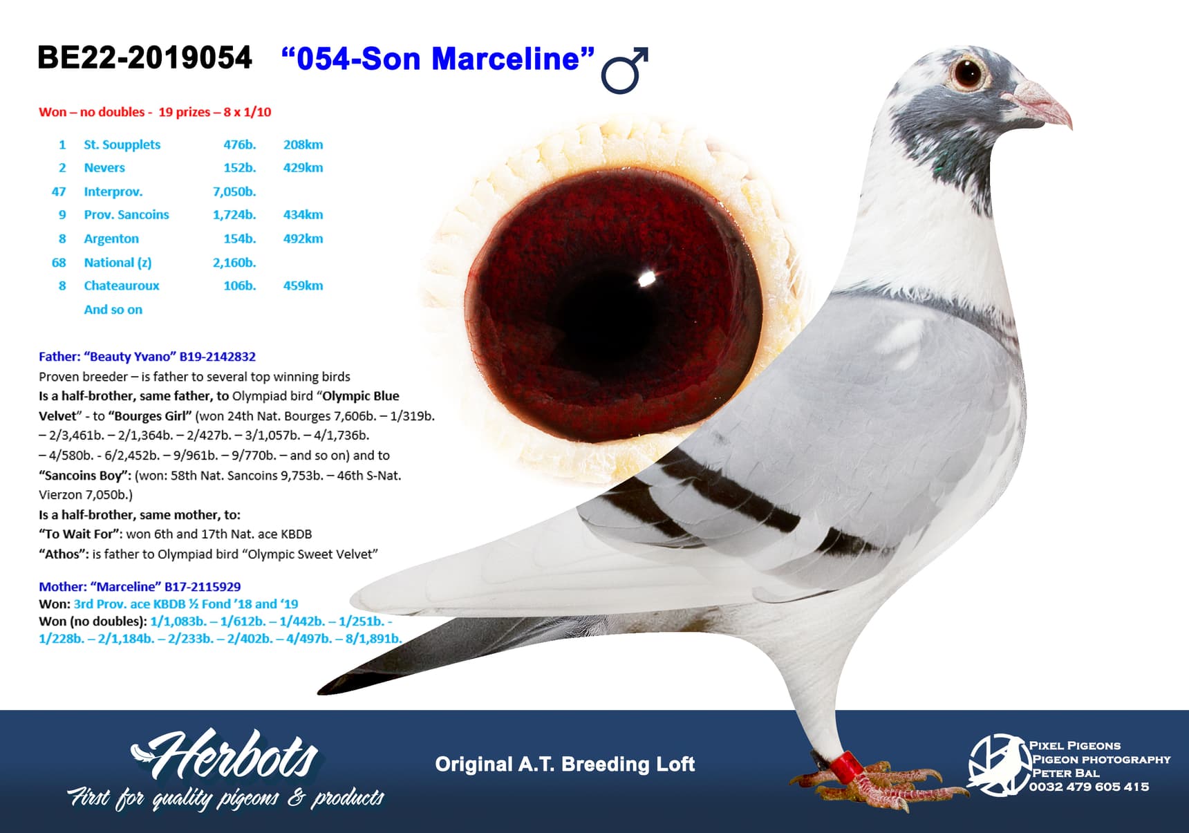 pigeon: undefined