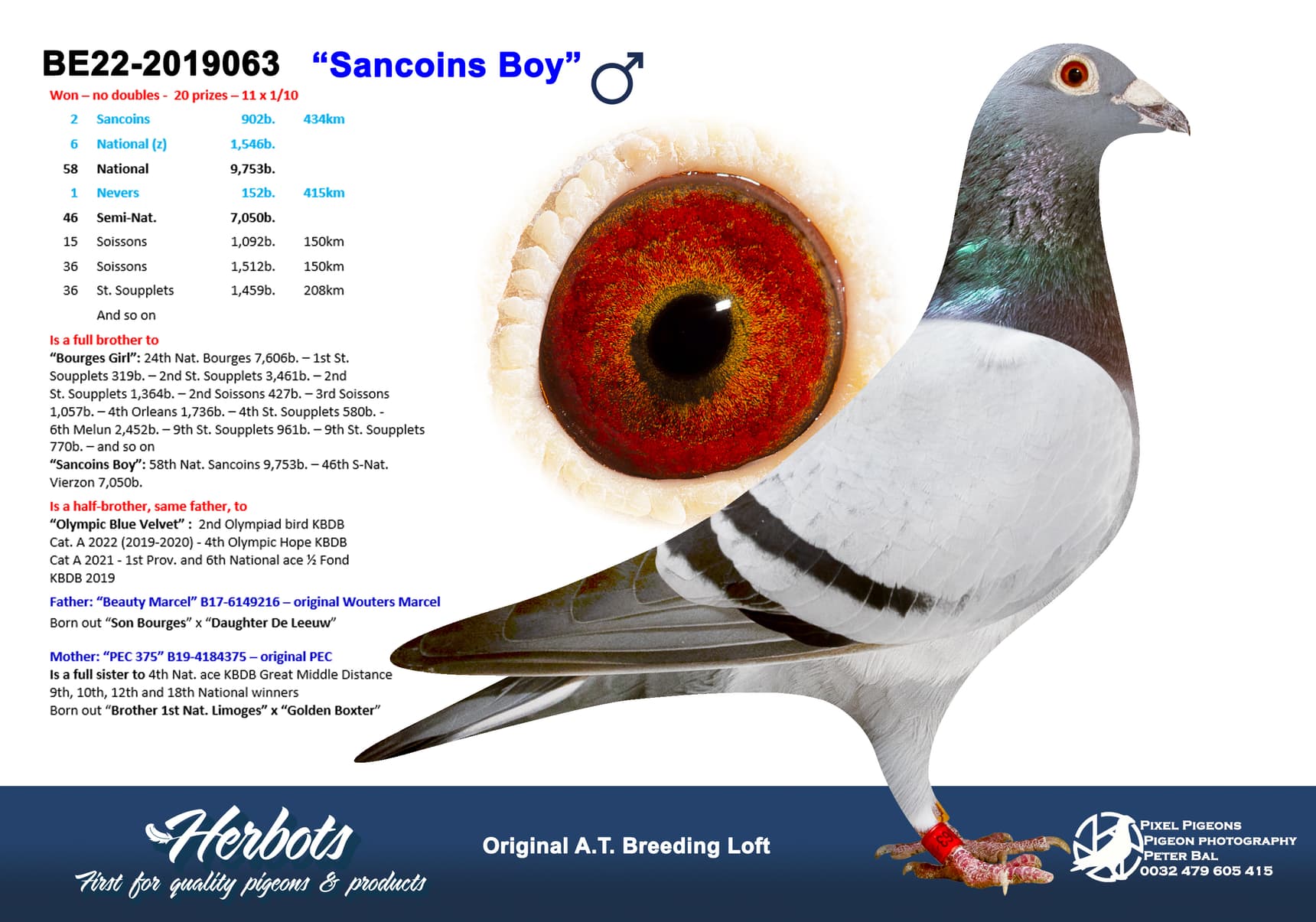 pigeon: undefined