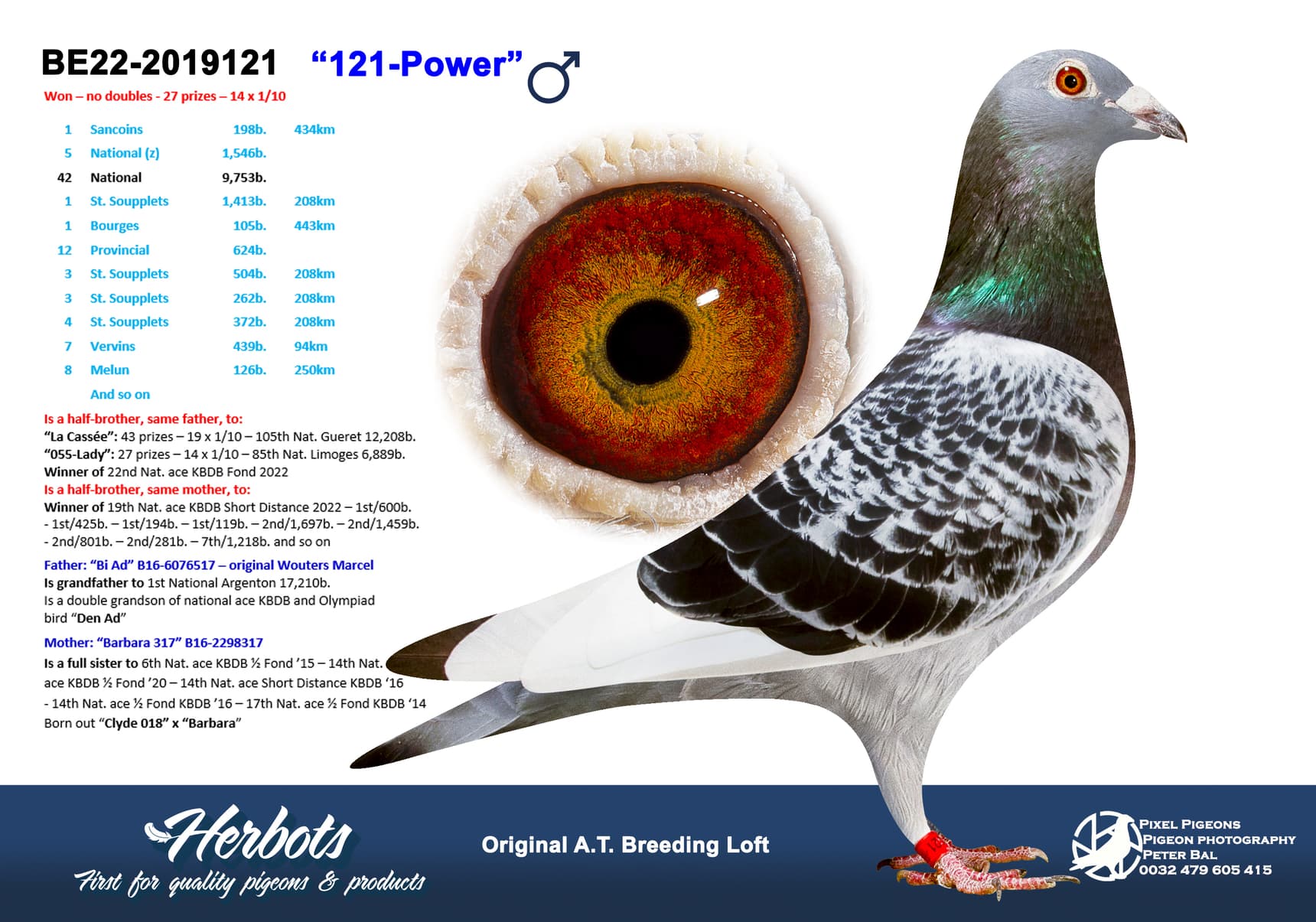 pigeon: undefined