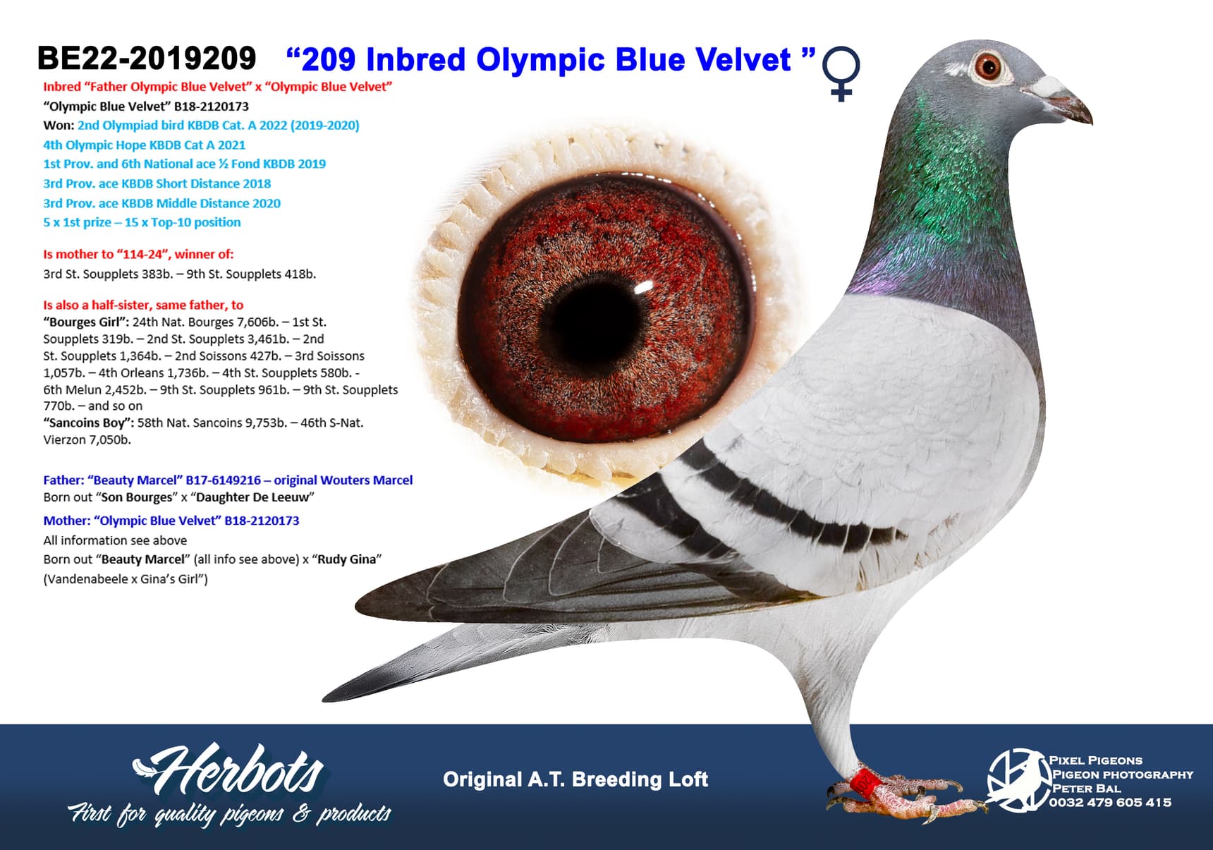 pigeon: undefined