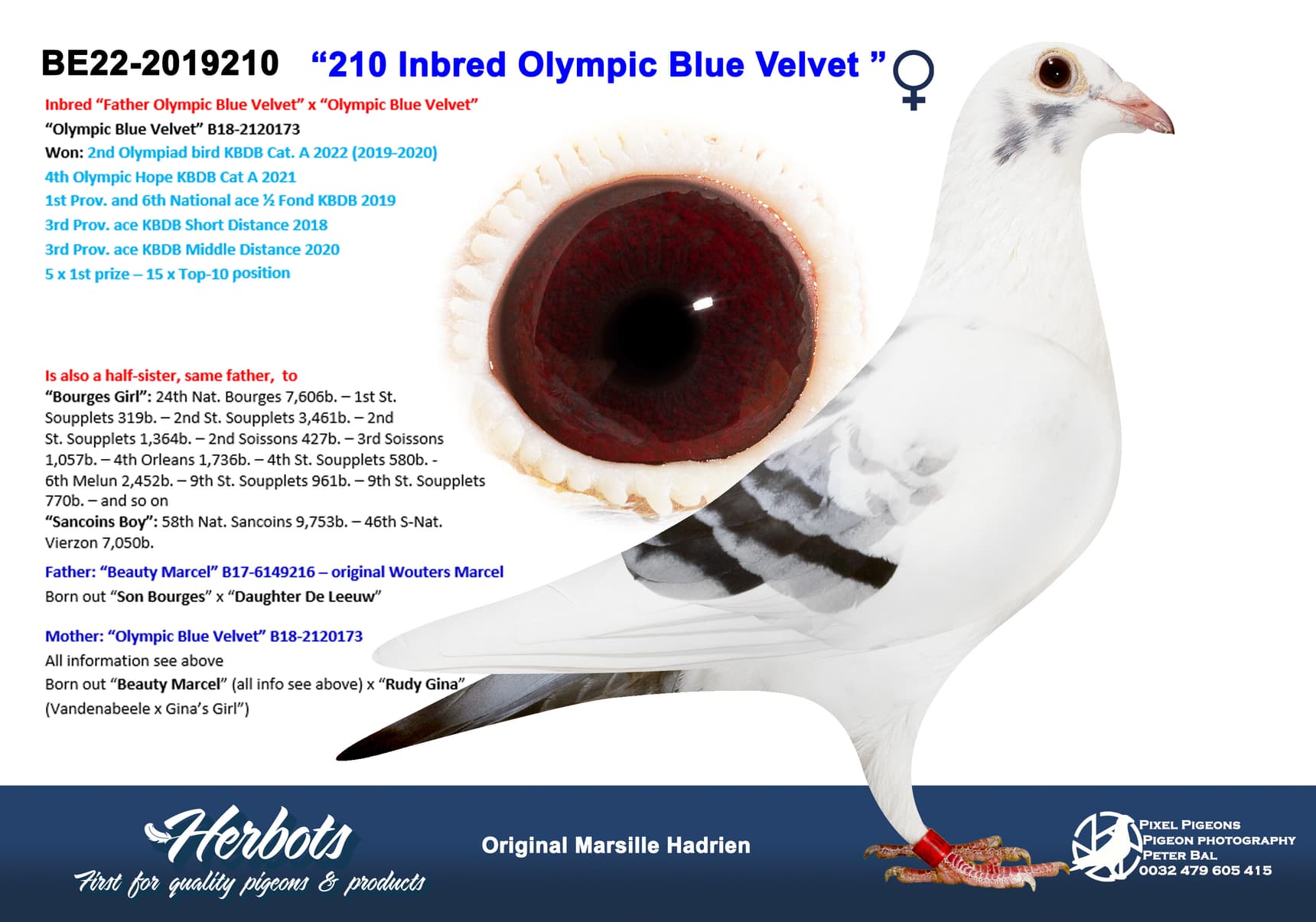 pigeon: undefined