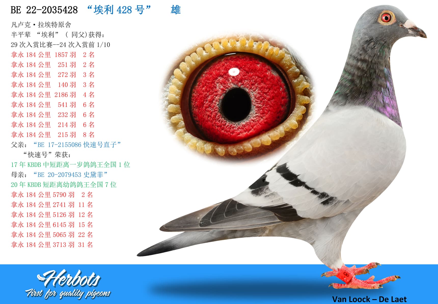 pigeon: undefined