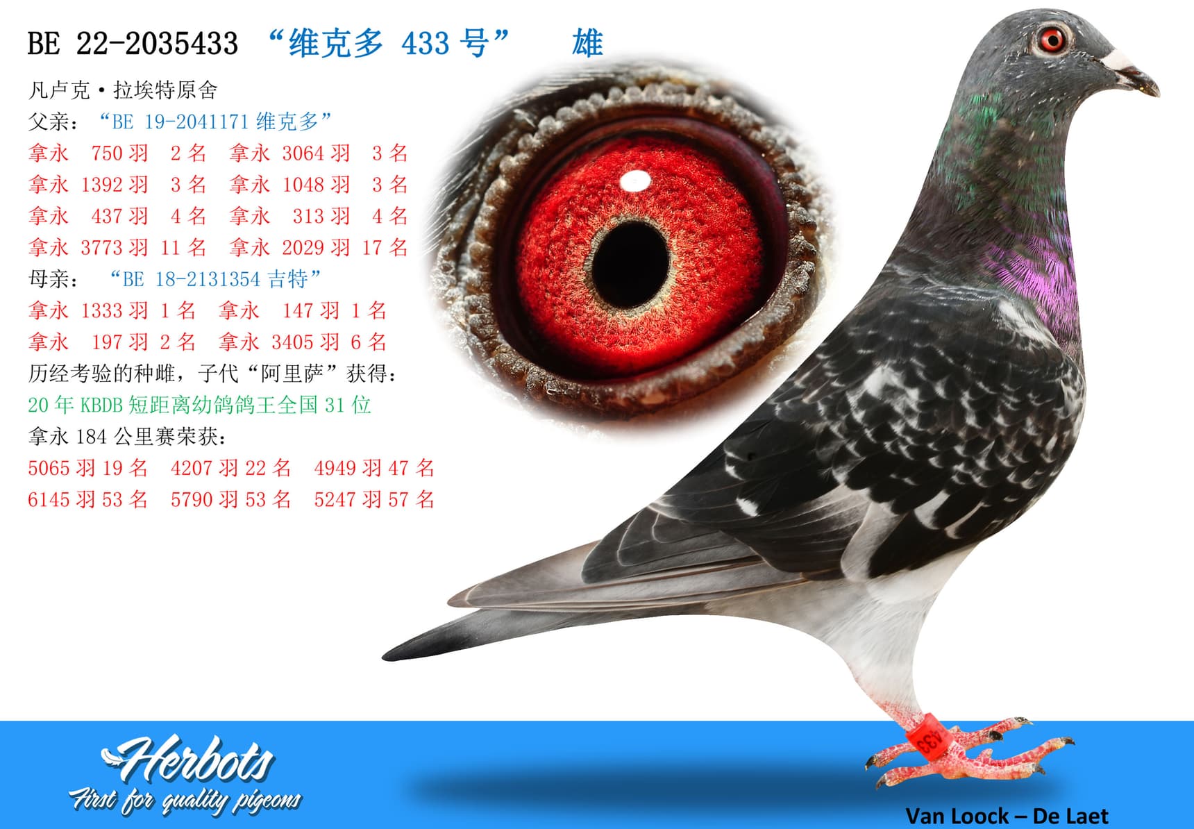 pigeon: undefined