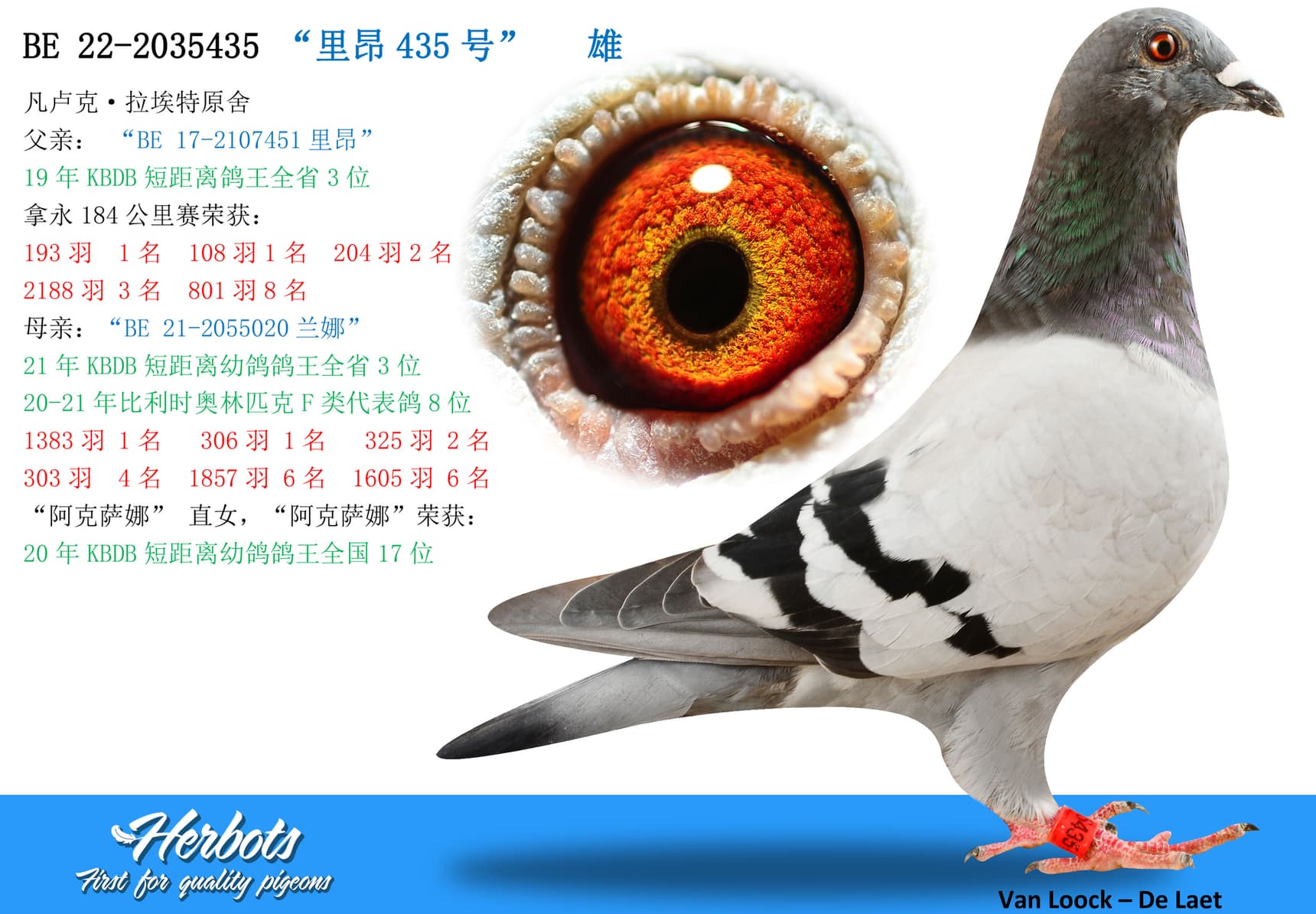 pigeon: undefined