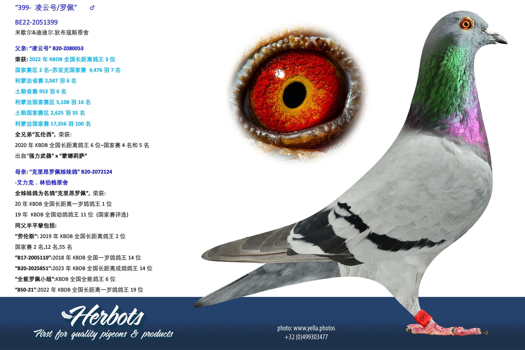 pigeon: undefined