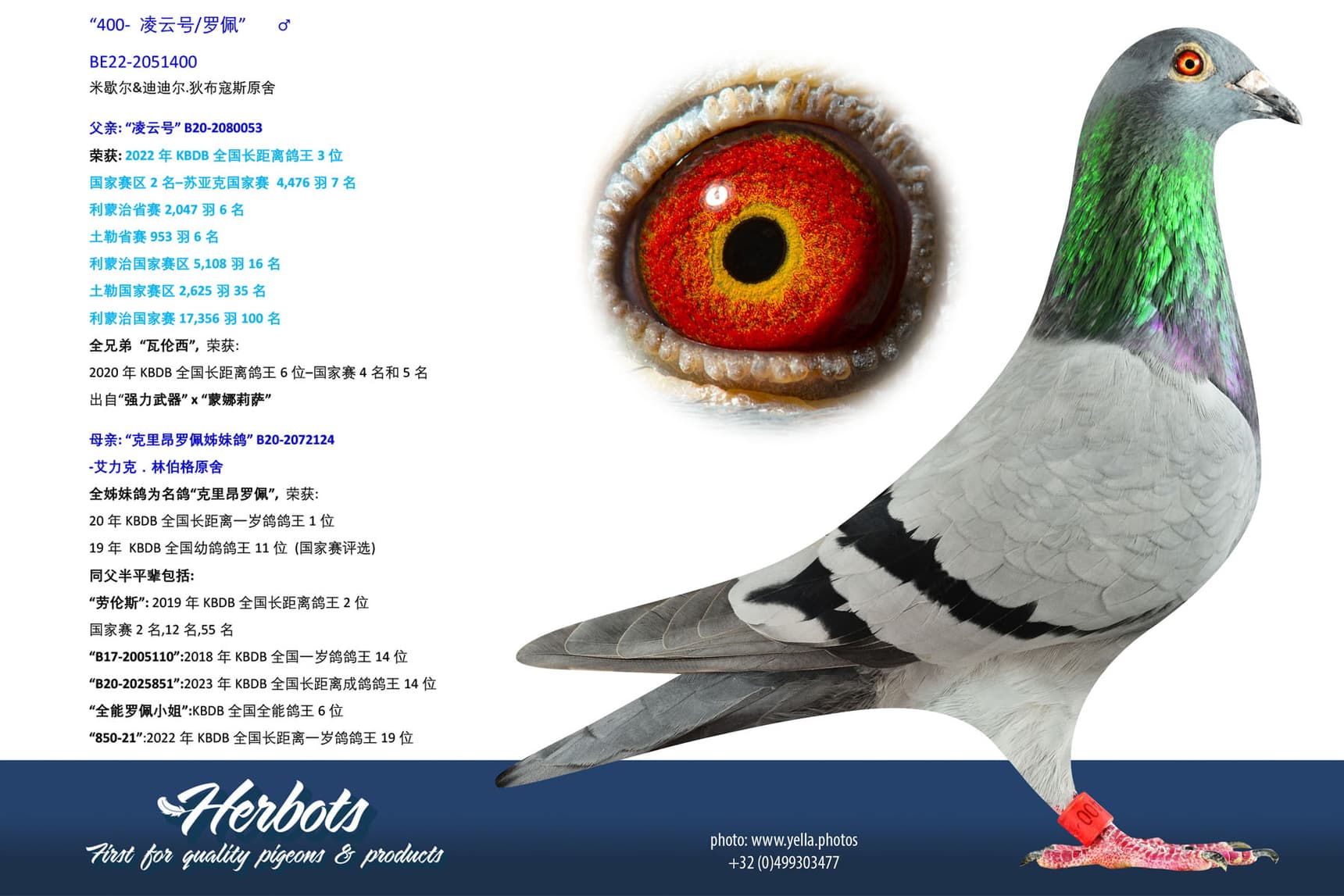 pigeon: undefined