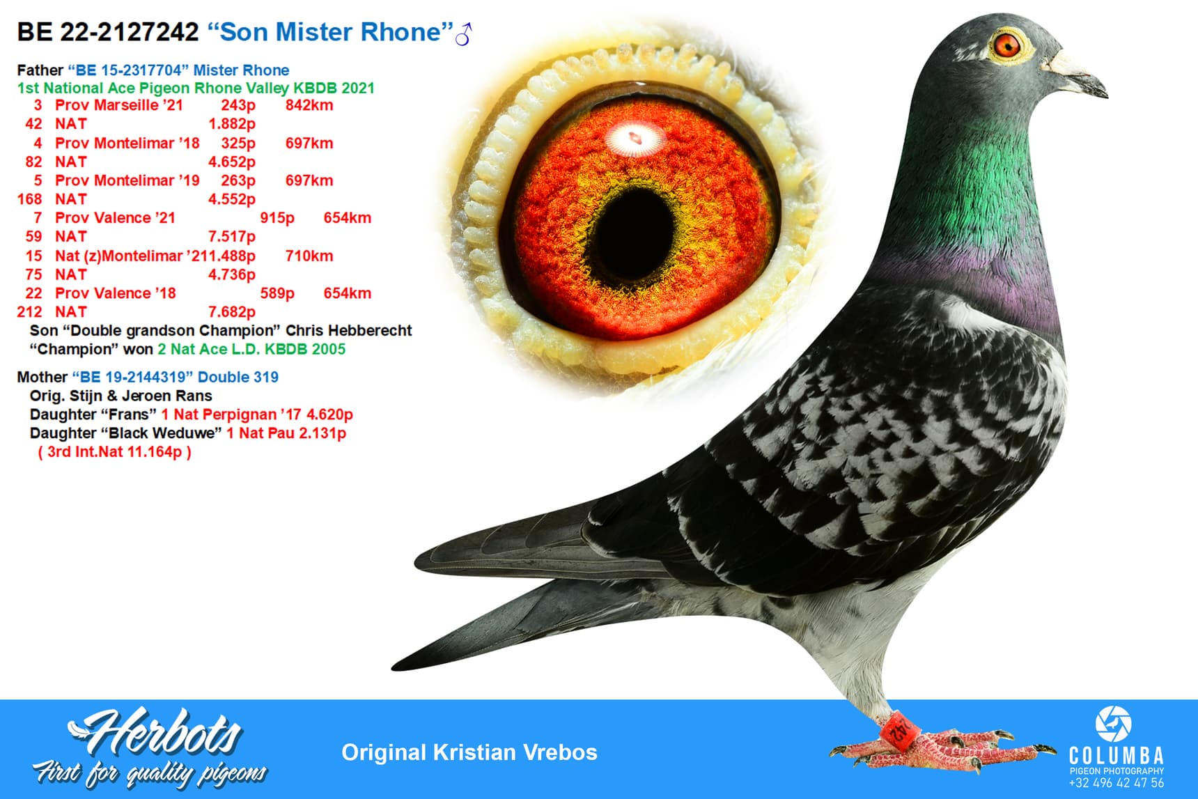 pigeon: undefined