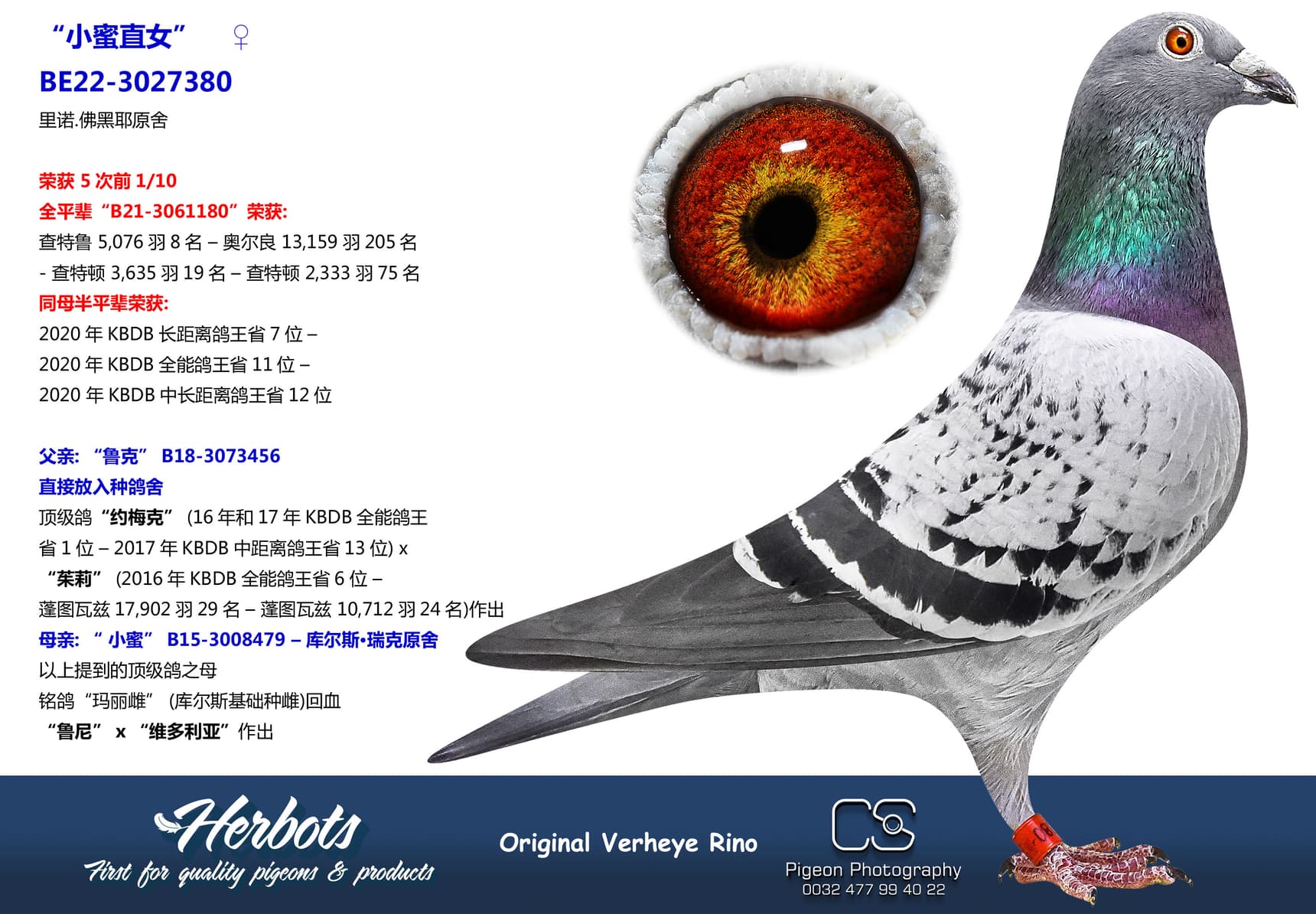 pigeon: undefined