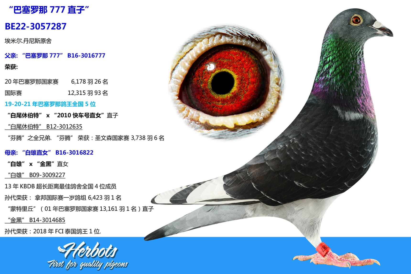 pigeon: undefined