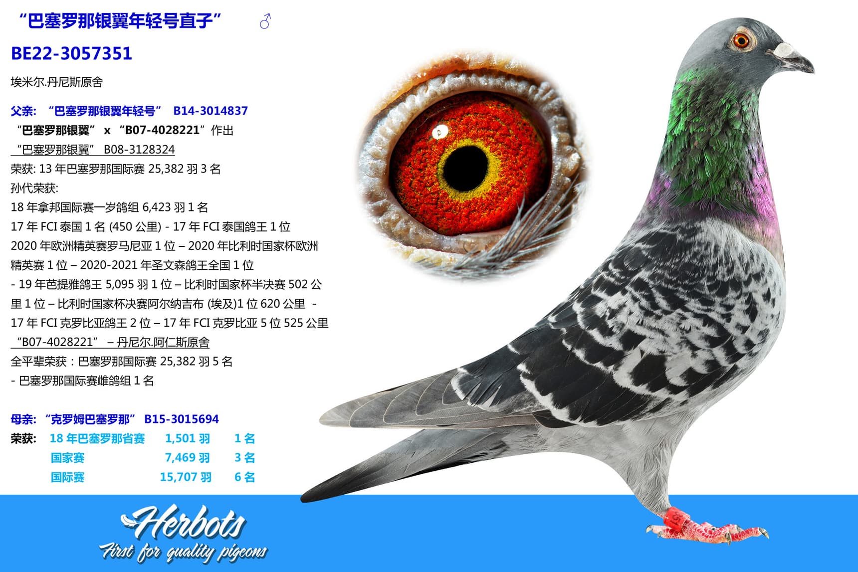 pigeon: “巴塞罗那银翼年轻号直子”