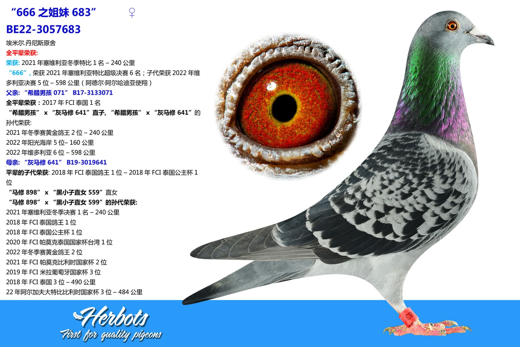 pigeon: undefined