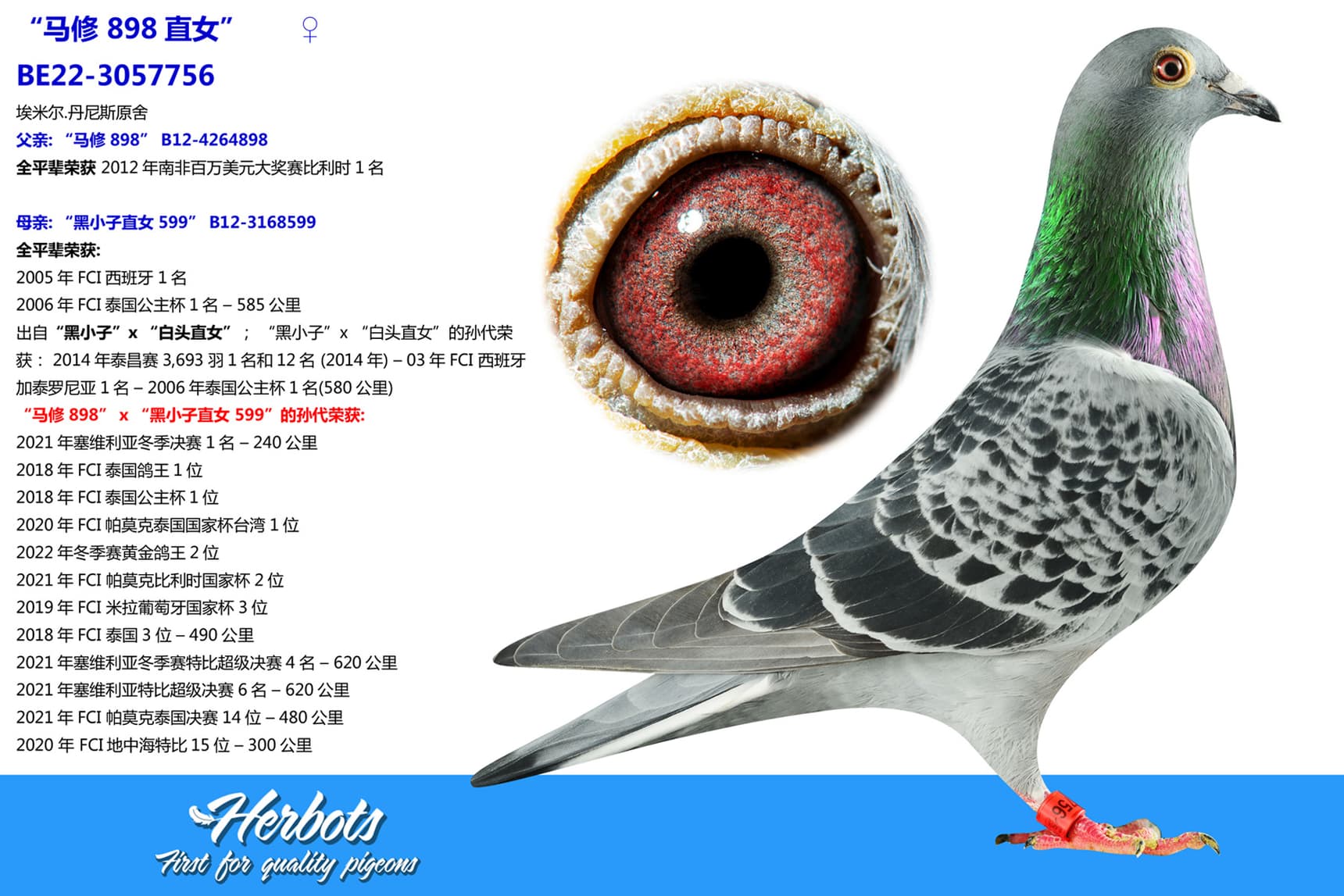 pigeon: undefined