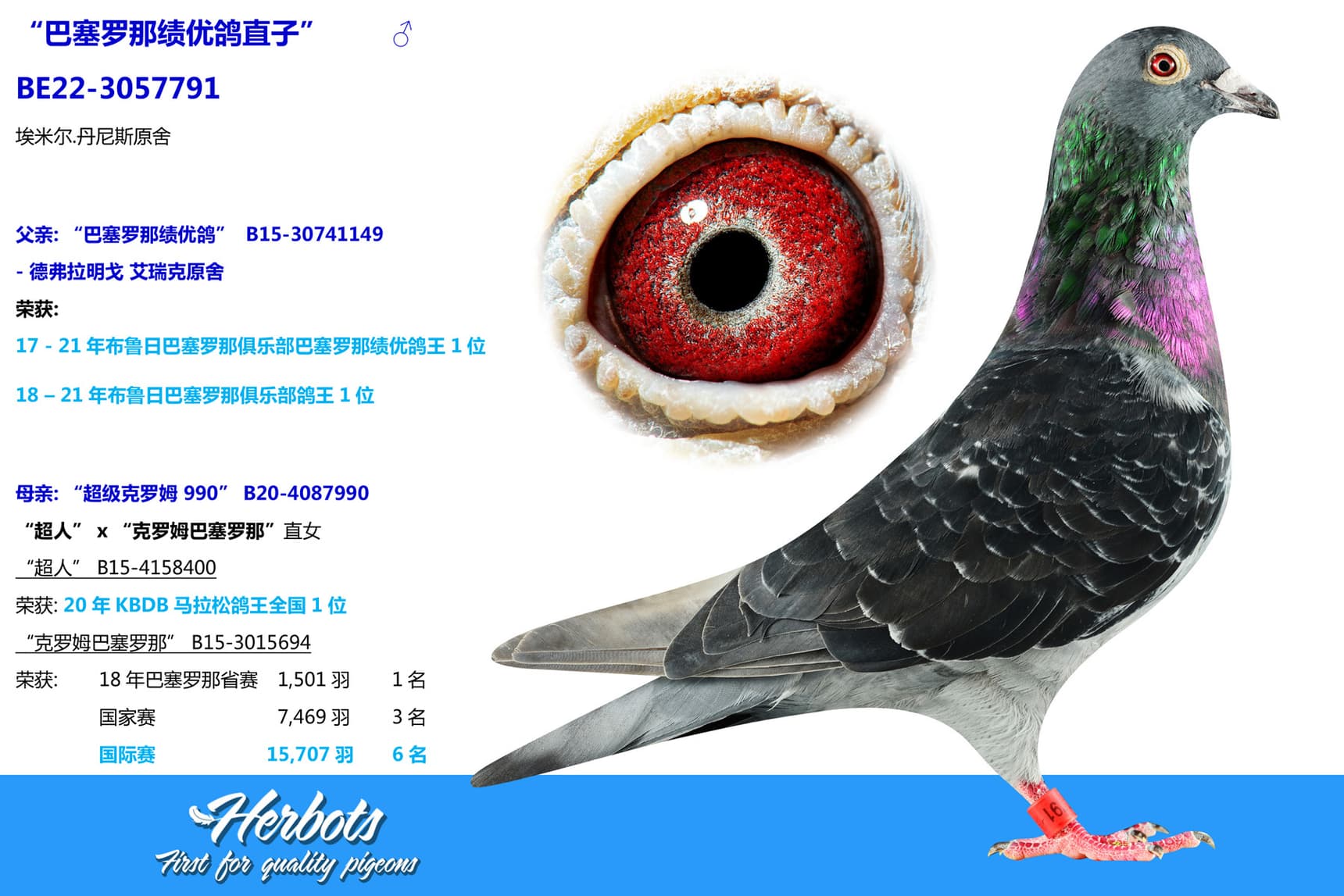 pigeon: “巴塞罗那绩优鸽直子”