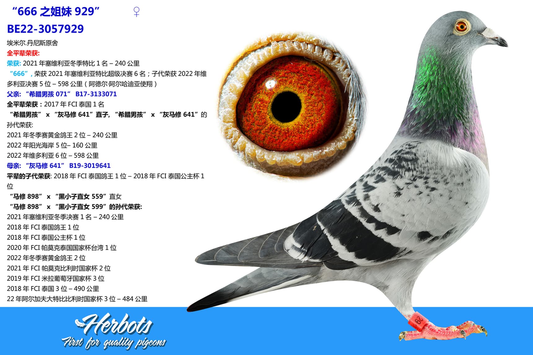 pigeon: undefined