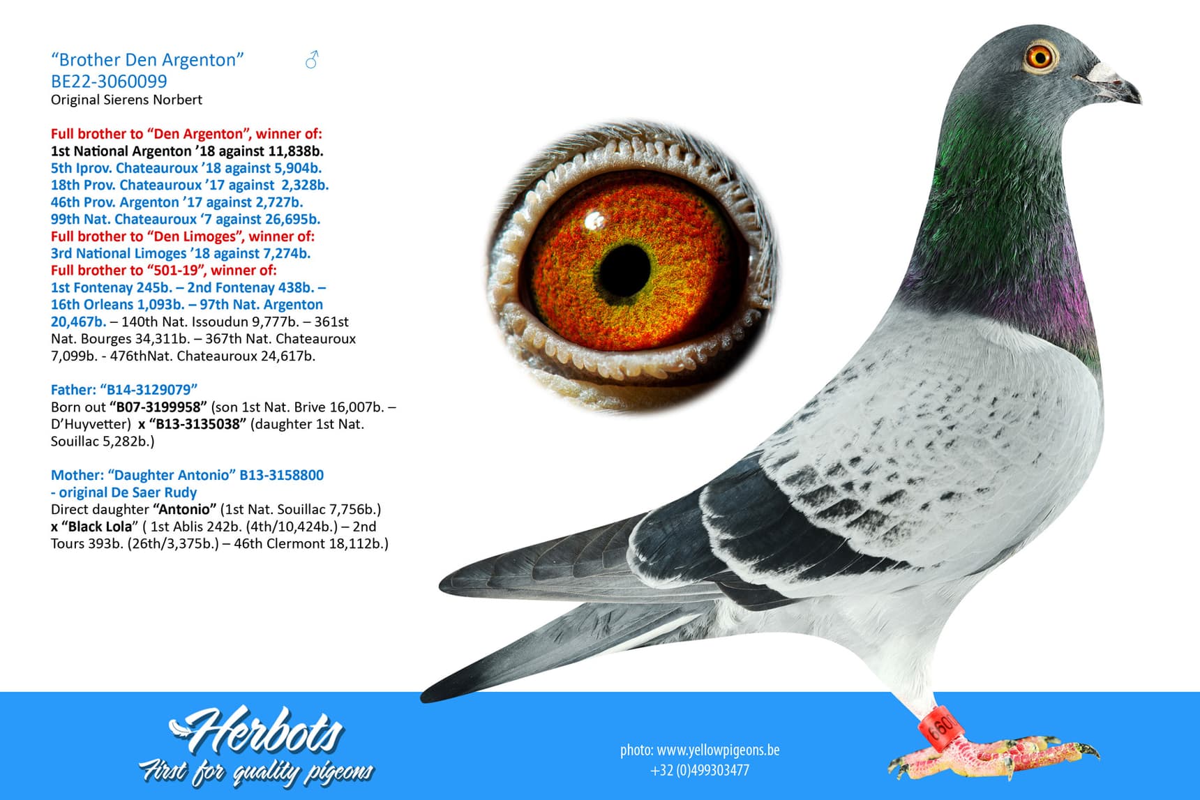 pigeon: undefined