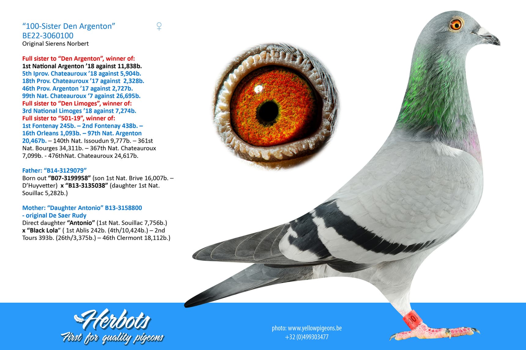 pigeon: undefined
