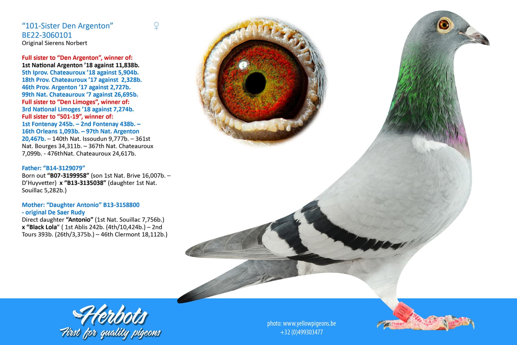 pigeon: undefined