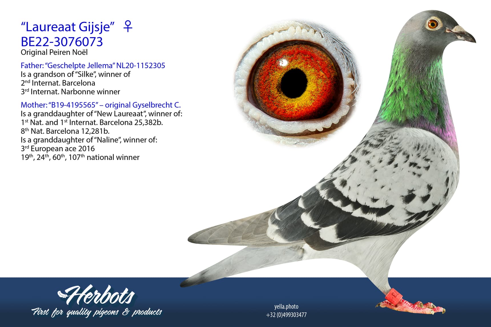 pigeon: undefined