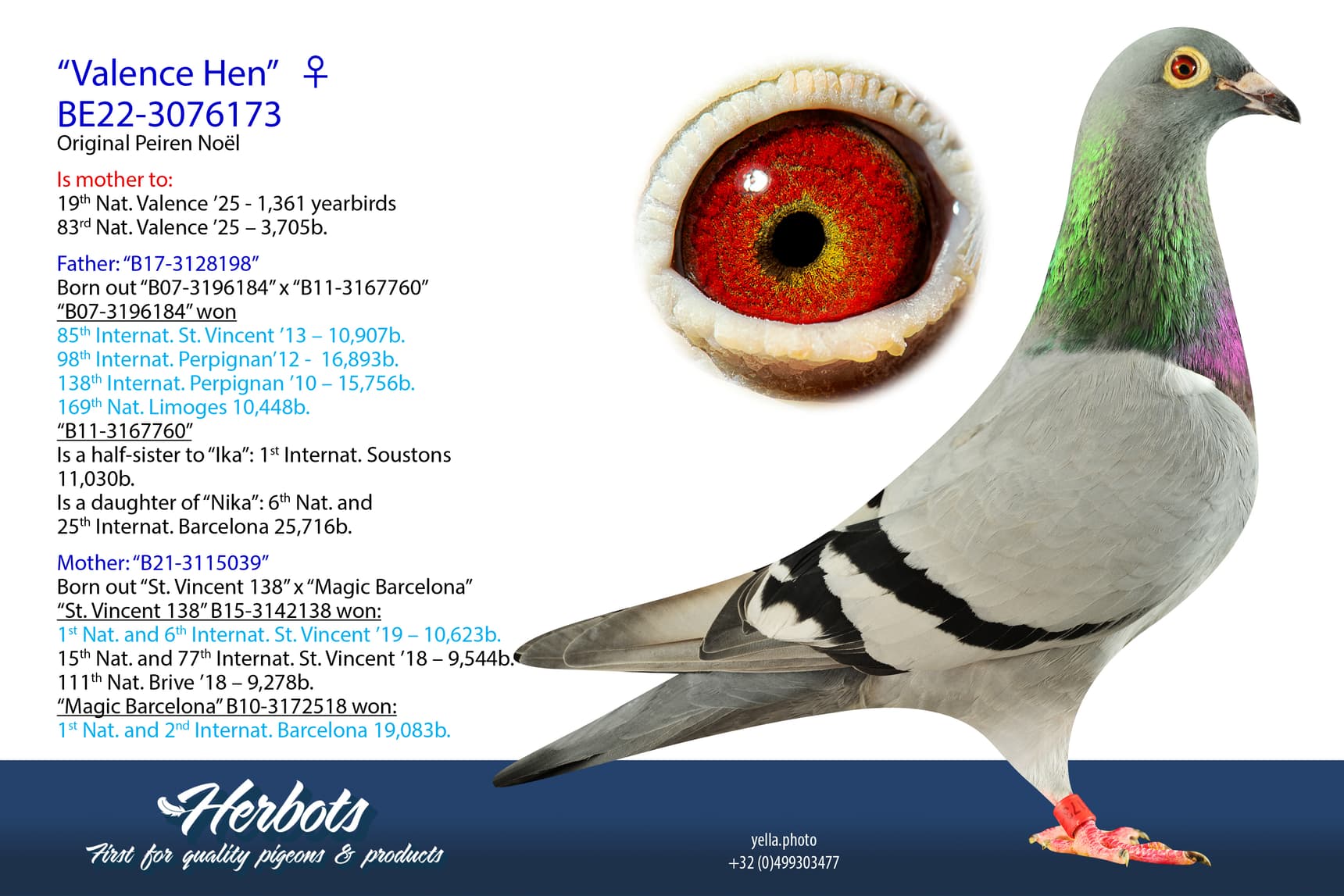 pigeon: undefined