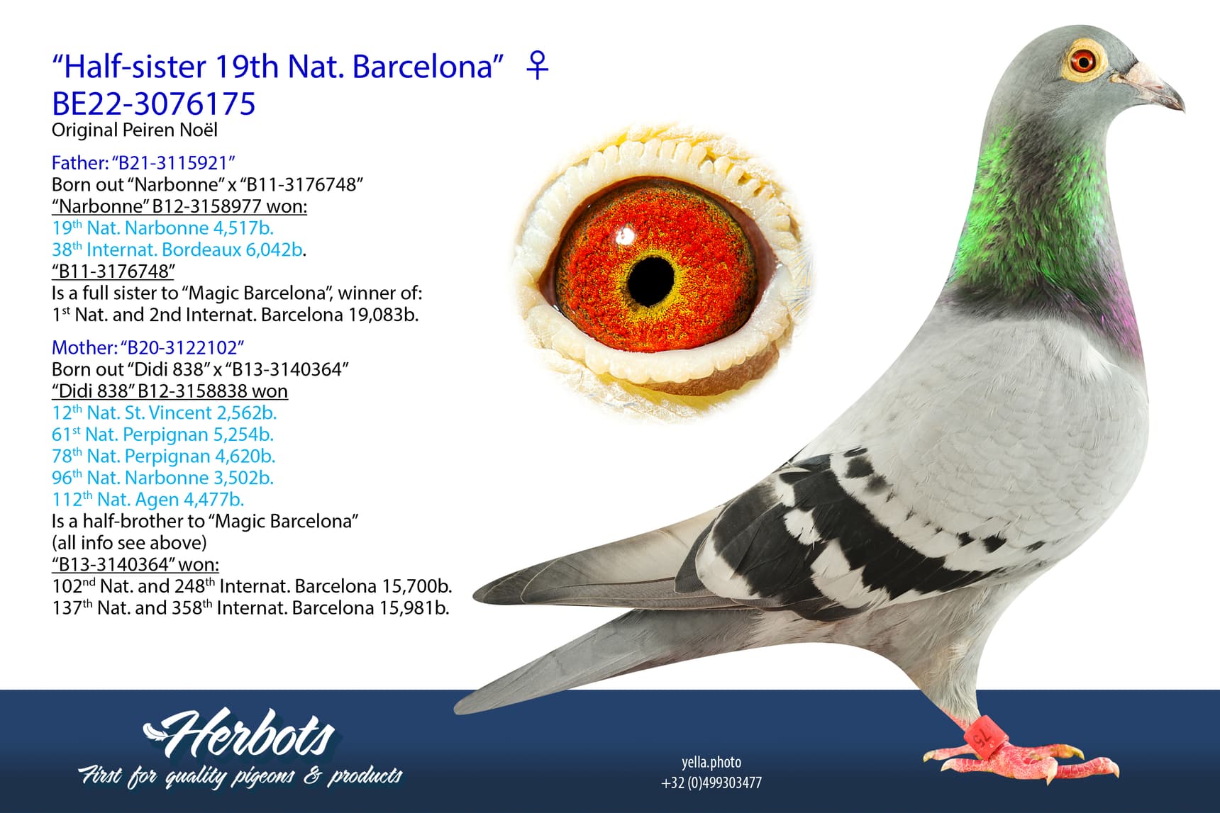 pigeon: undefined