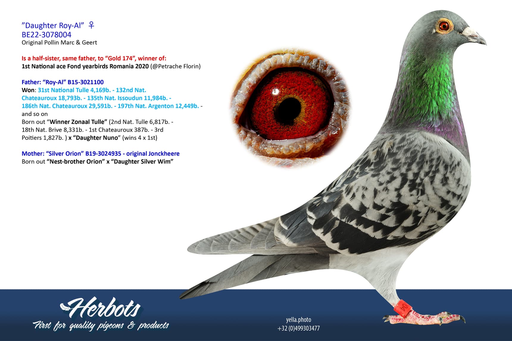 pigeon: undefined