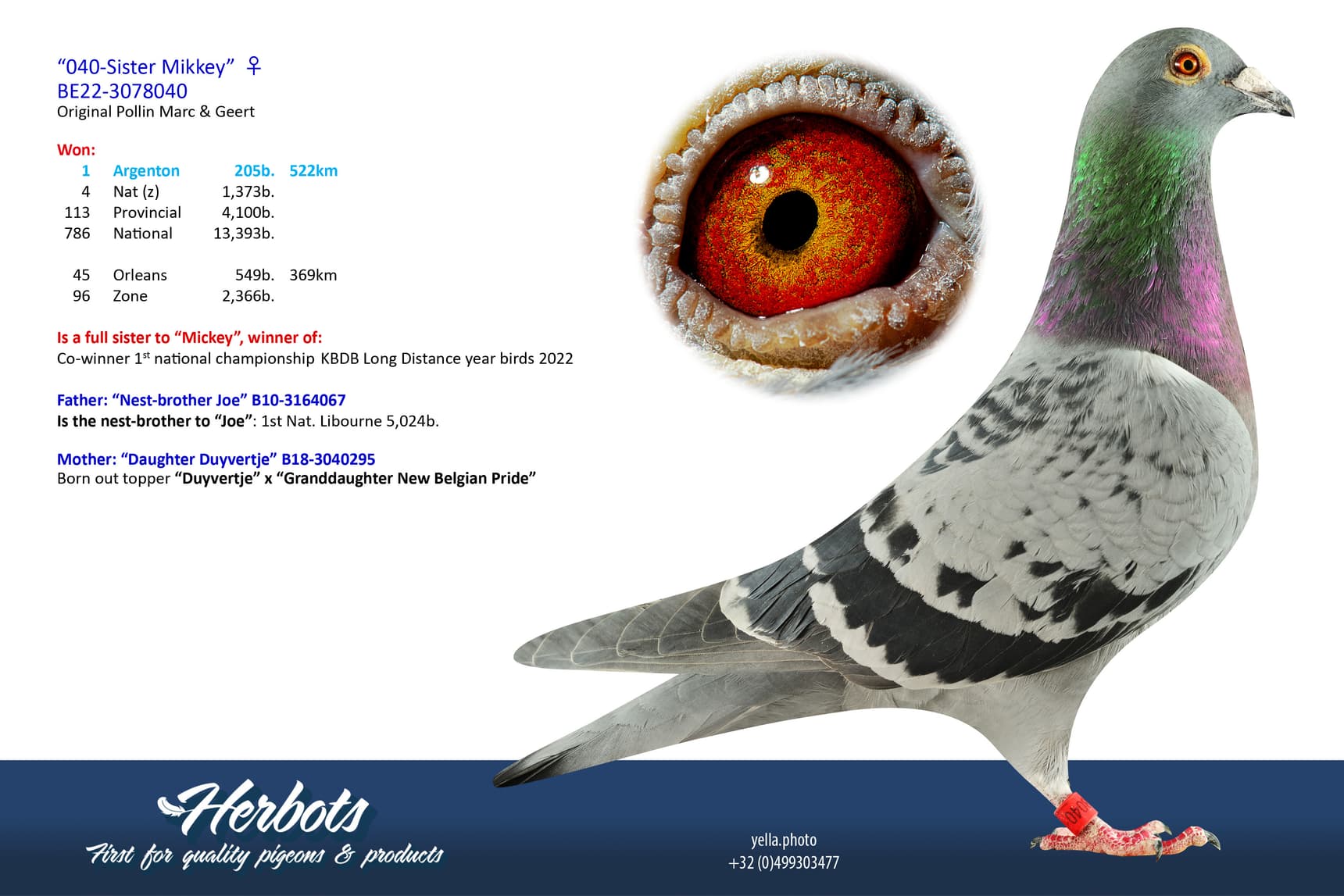 pigeon: undefined