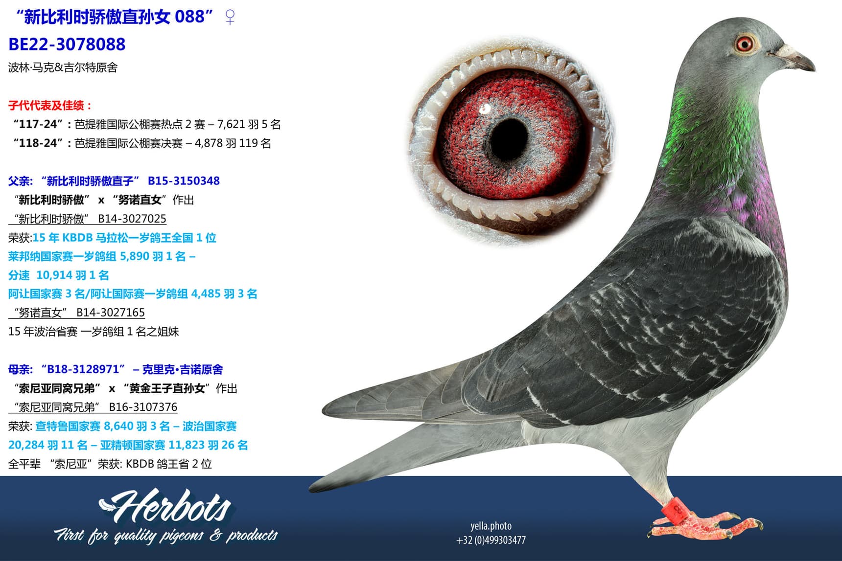 pigeon: undefined