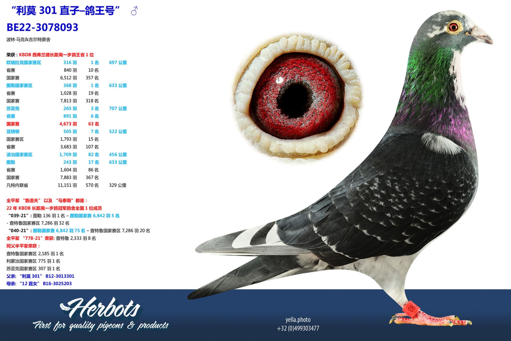 pigeon: undefined