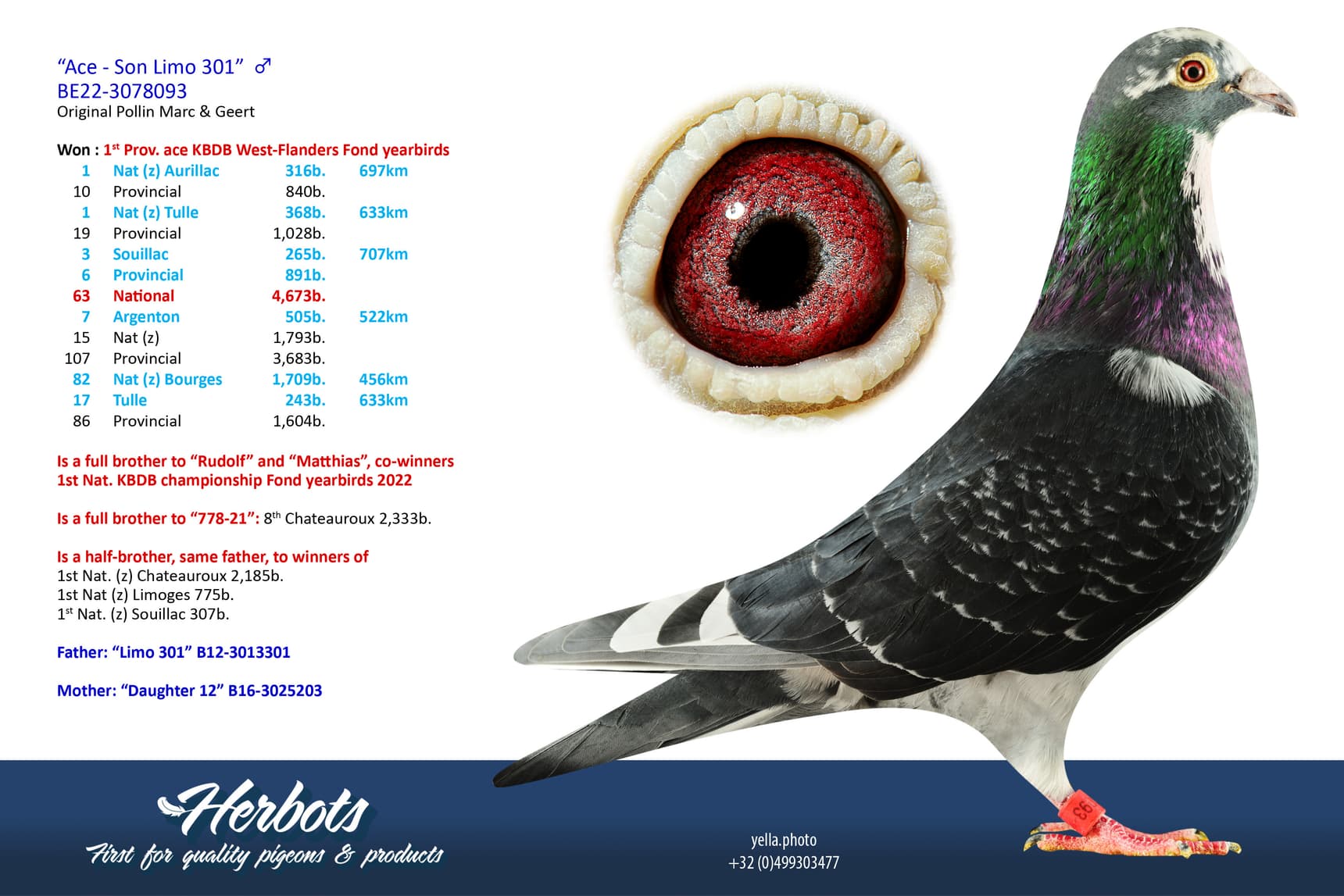 pigeon: undefined