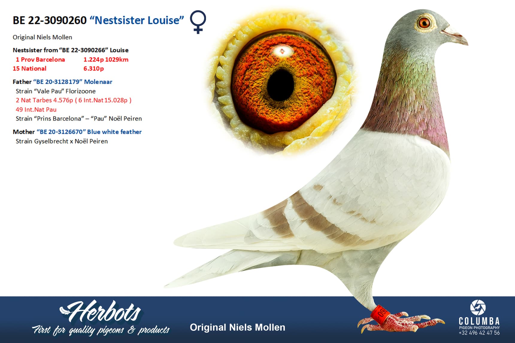 pigeon: undefined
