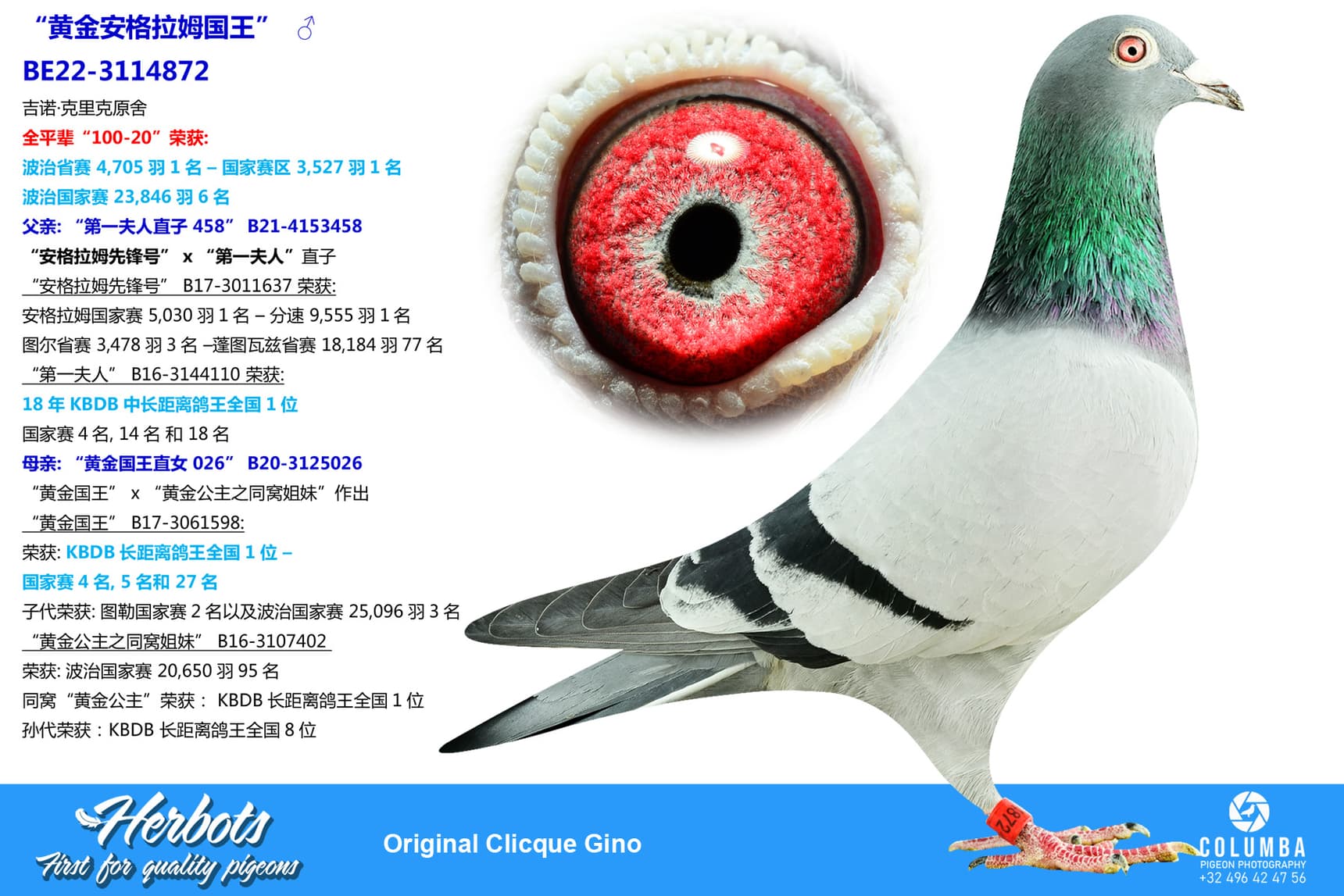 pigeon: “黄金安格拉姆国王”