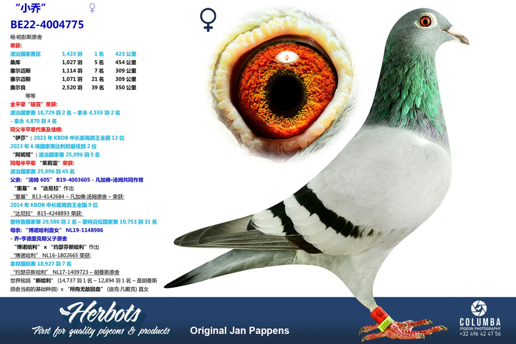 pigeon: undefined