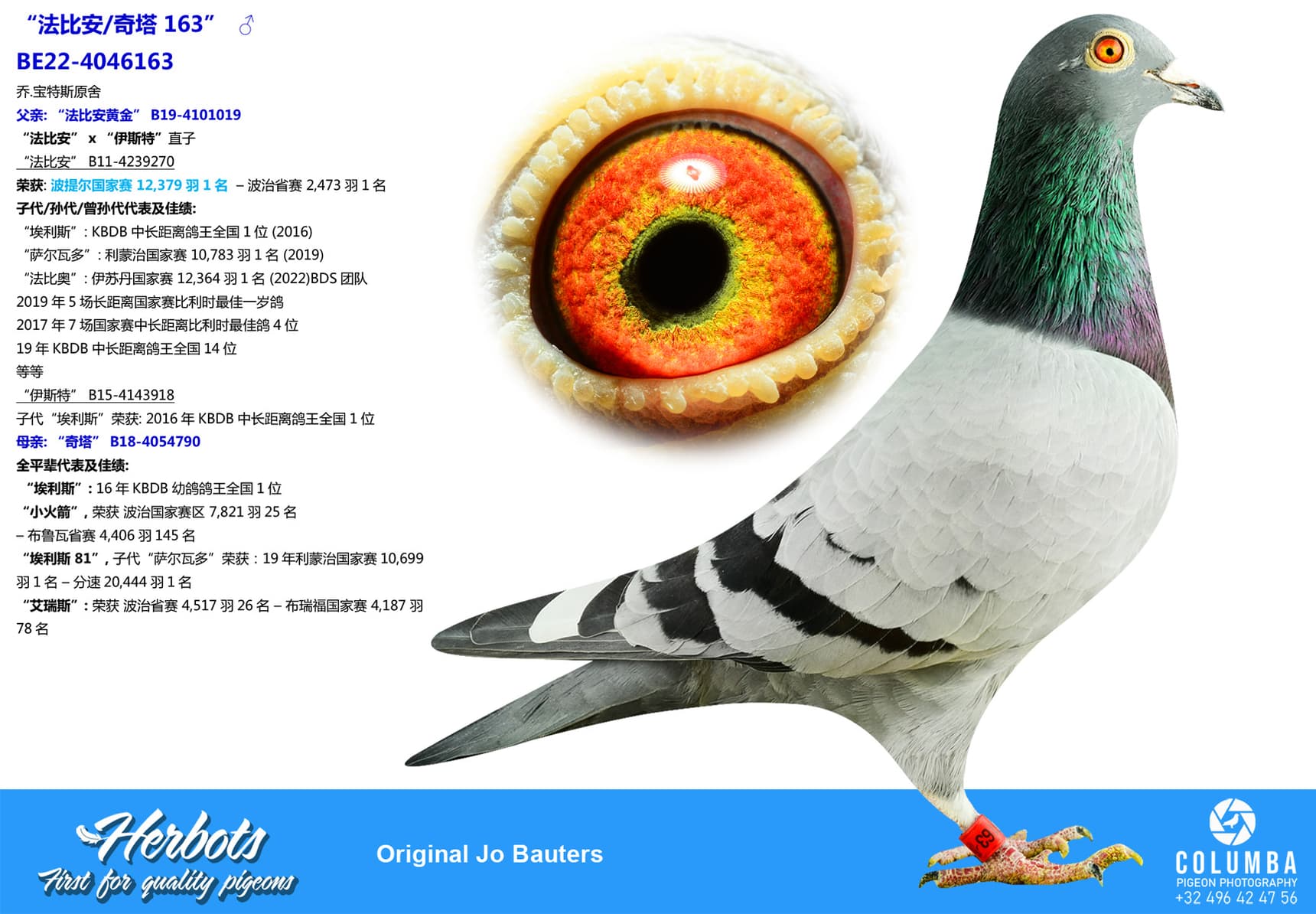 pigeon: “法比安/奇塔 163”