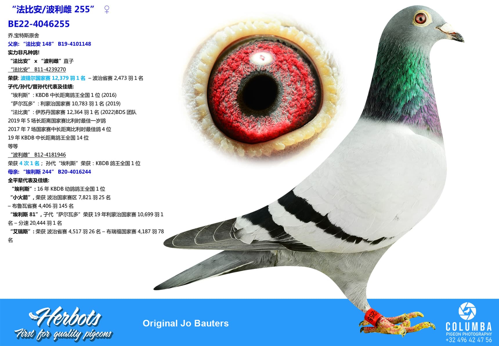 pigeon: “法比安/波利雌 255”