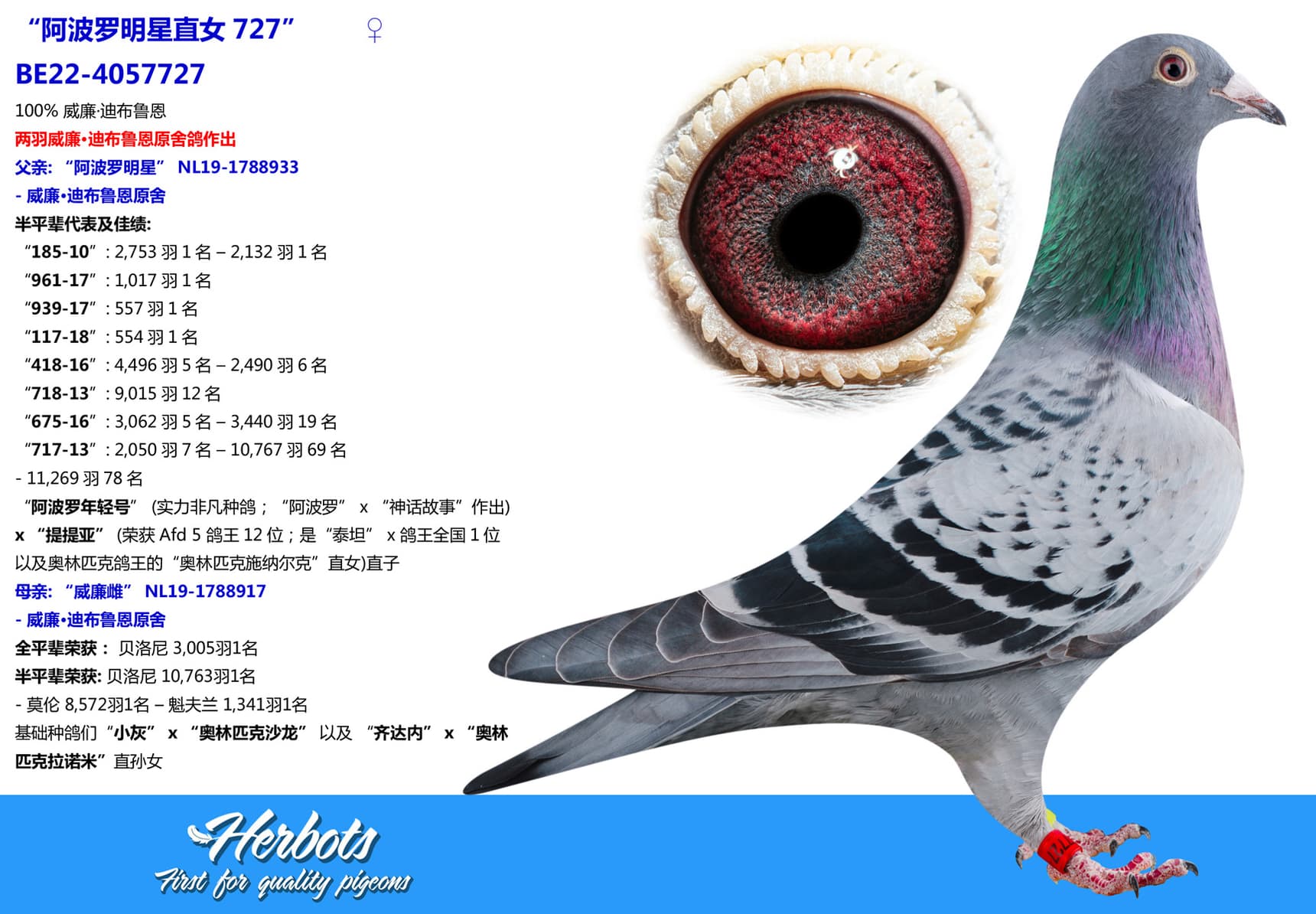 pigeon: undefined