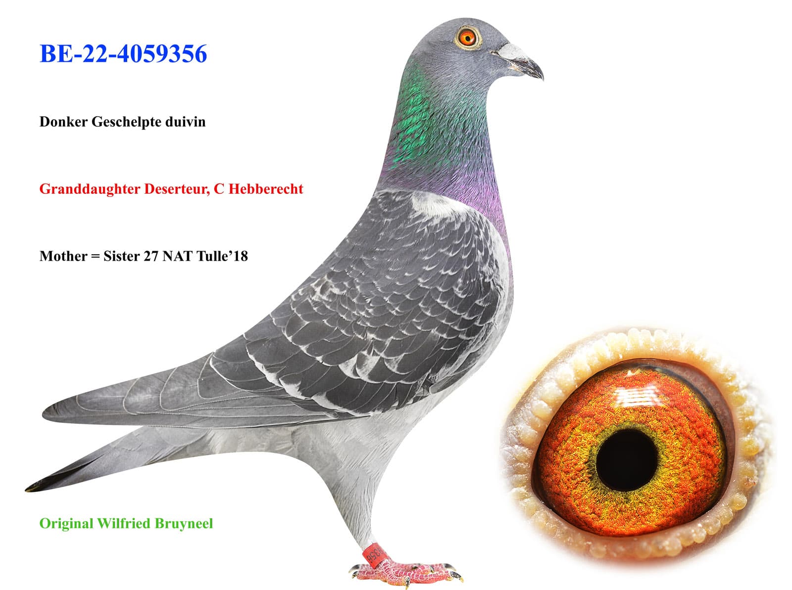 pigeon: undefined