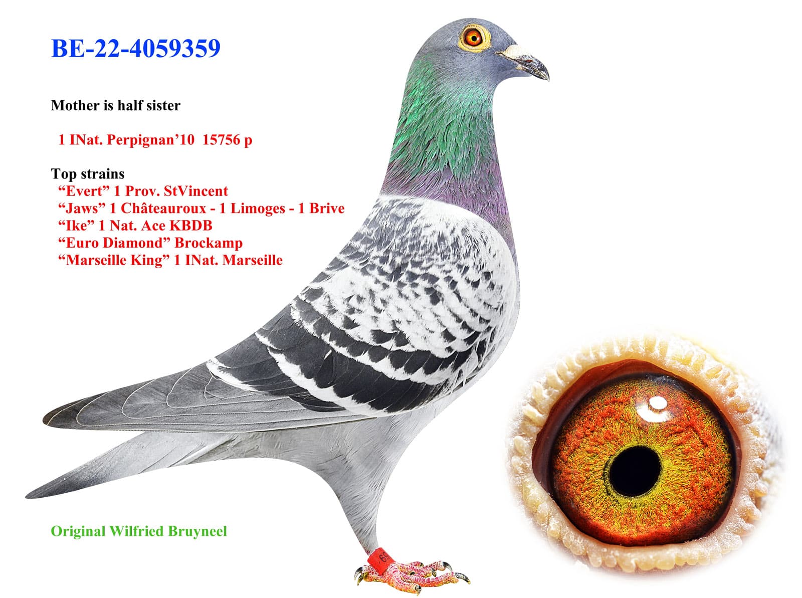 pigeon: undefined