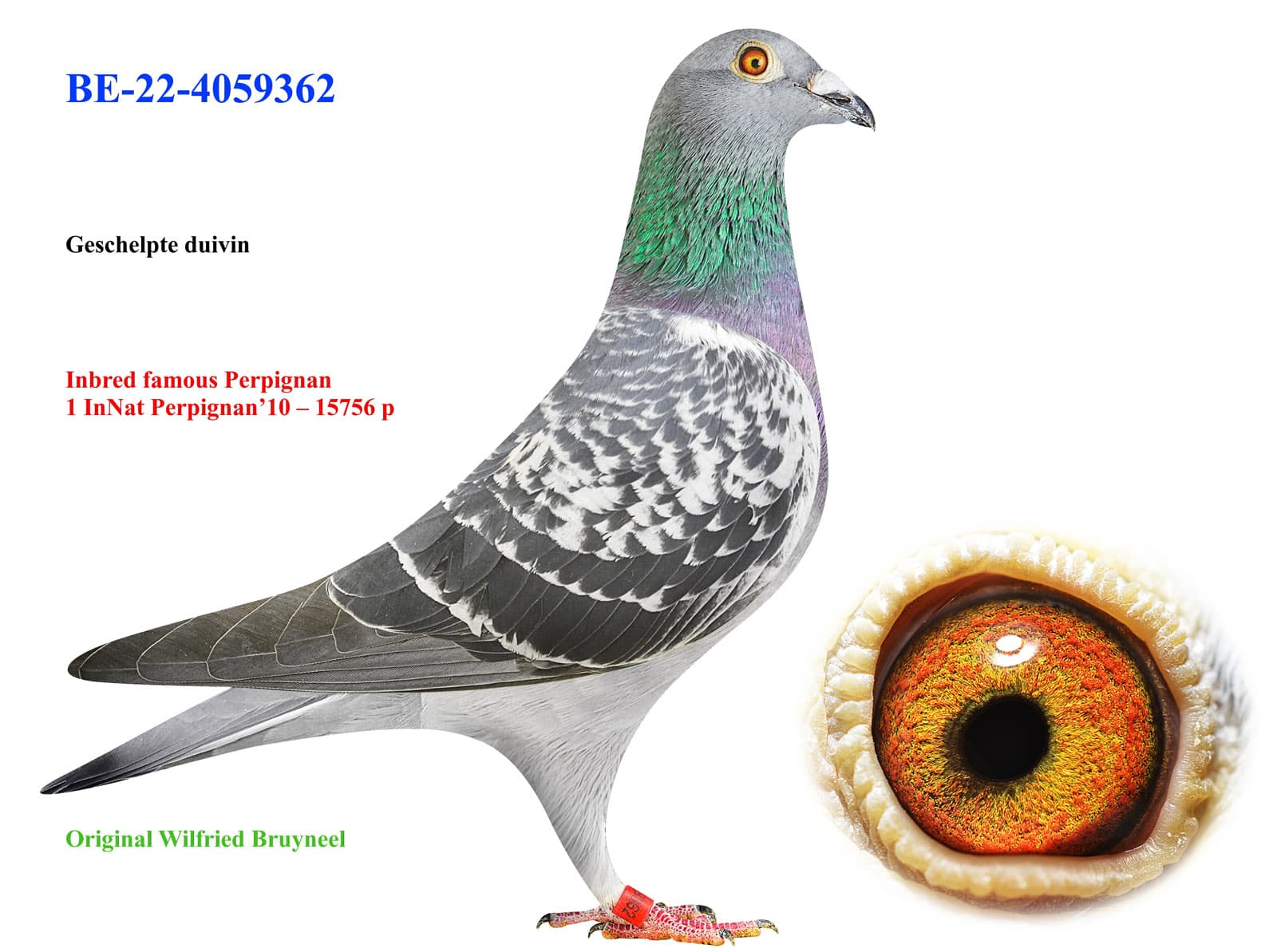 pigeon: undefined