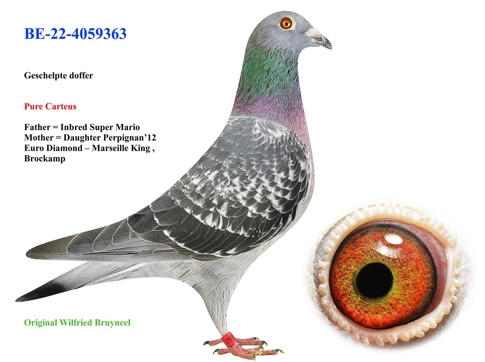 pigeon: undefined
