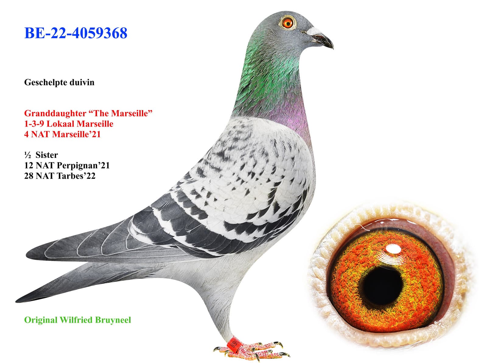 pigeon: undefined
