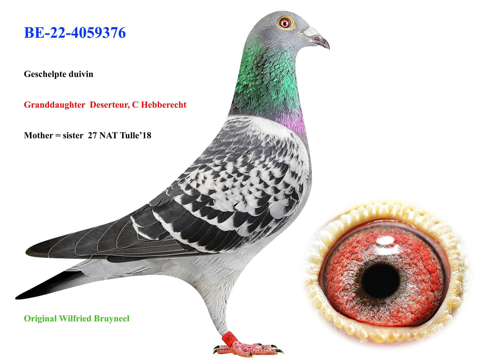 pigeon: undefined