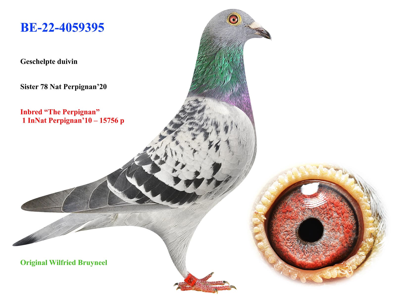 pigeon: undefined
