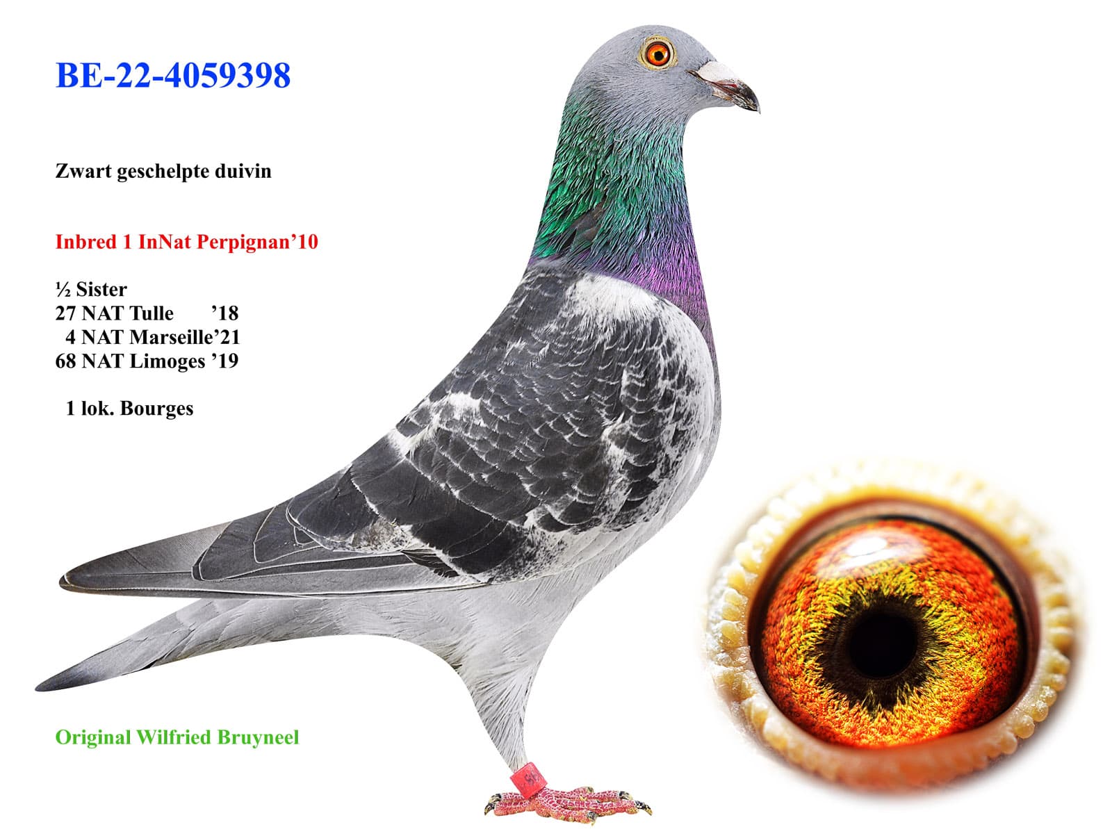 pigeon: undefined