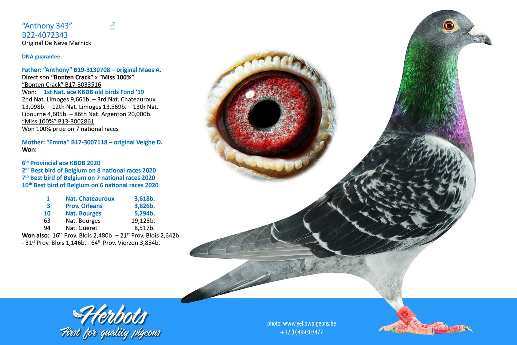 pigeon: undefined