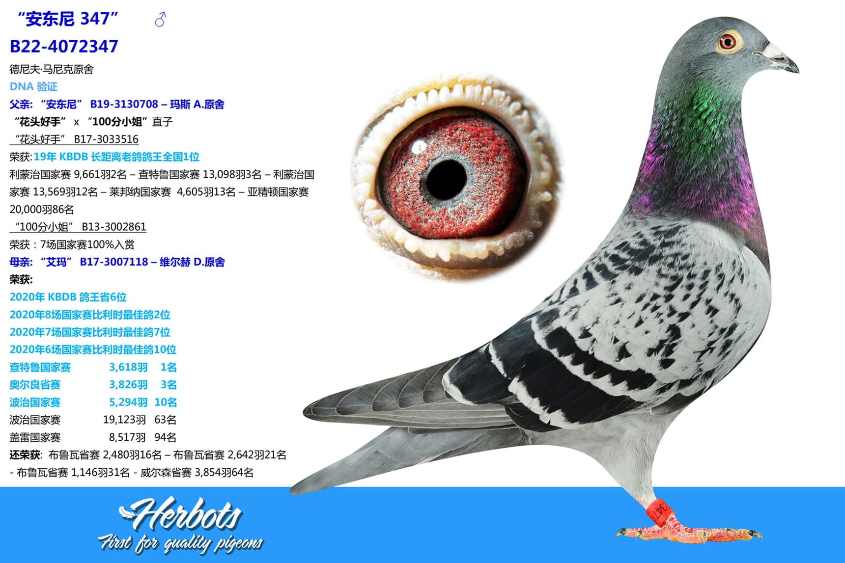 pigeon: “安东尼 347”