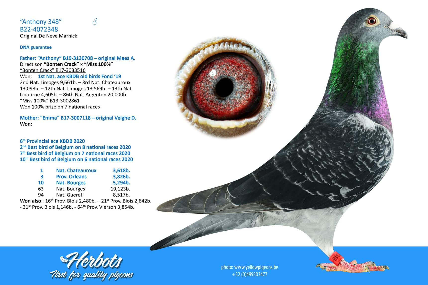 pigeon: undefined