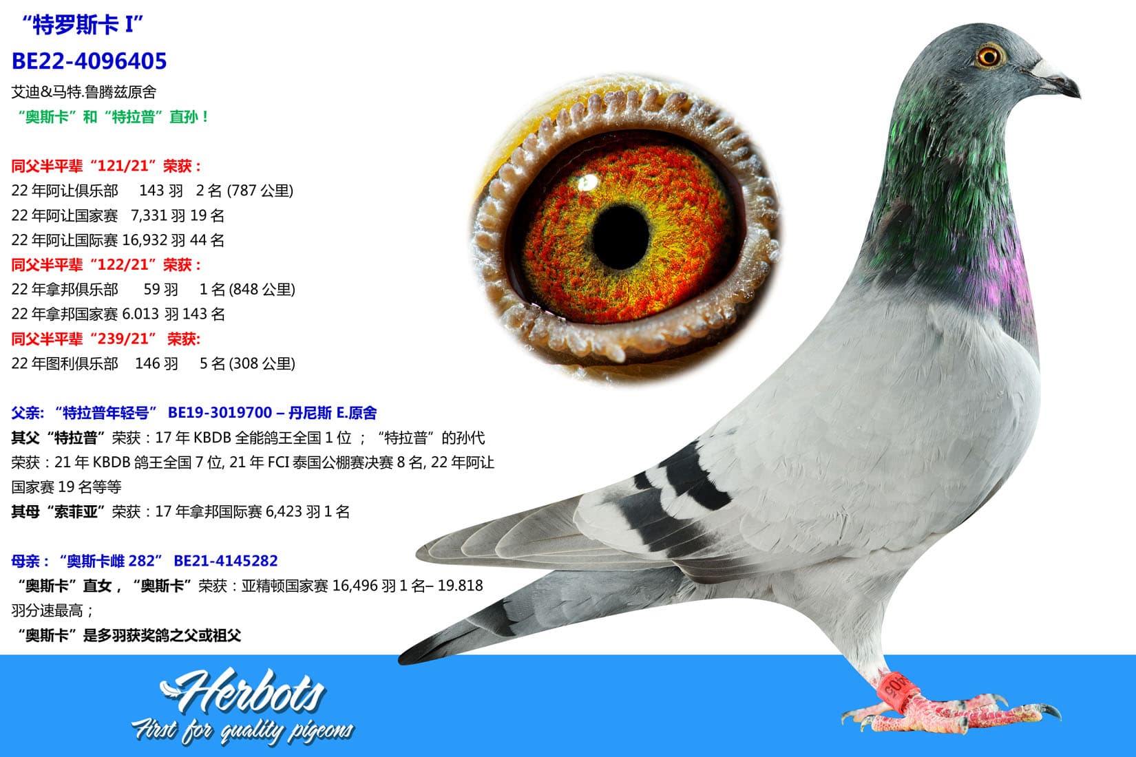 pigeon: undefined